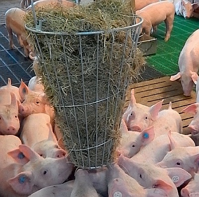 Packung mit 10 Sicherheitsplüschnasen mit Unterlegscheiben für Schweine 